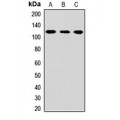 LifeSab™ CPSF2 Rabbit pAb (50 µl)