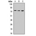 LifeSab™ LISCH Rabbit pAb (50 µl)
