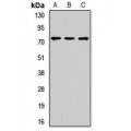 LifeSab™ NUMB Rabbit pAb (50 µl)