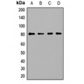 LifeSab™ PCCA Rabbit pAb (50 µl)