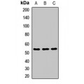 LifeSab™ IMPDH1 Rabbit pAb (50 µl)