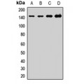 LifeSab™ WDR33 Rabbit pAb (50 µl)