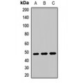 LifeSab™ MTERFD1 Rabbit pAb (50 µl)