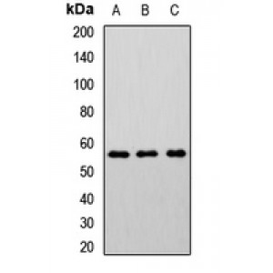 LifeSab™ CHRNB2 Rabbit pAb (50 µl)