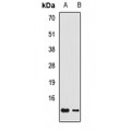 LifeSab™ GNG3 Rabbit pAb (50 µl)