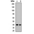 LifeSab™ HOXA13 Rabbit pAb (50 µl)
