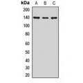 LifeSab™ Jumonji Rabbit pAb (50 µl)