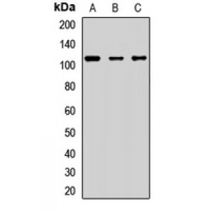 LifeSab™ RNase L Rabbit pAb (50 µl)