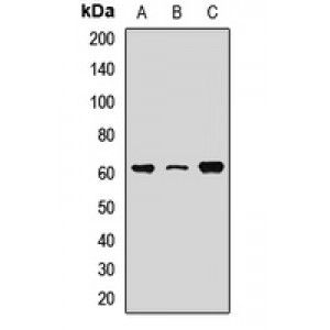 LifeSab™ RPE65 Rabbit pAb (50 µl)