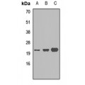 LifeSab™ MRP14 Rabbit pAb (50 µl)
