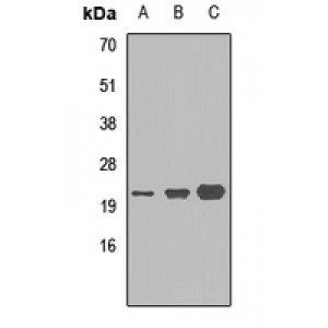 LifeSab™ MRP14 Rabbit pAb (50 µl)