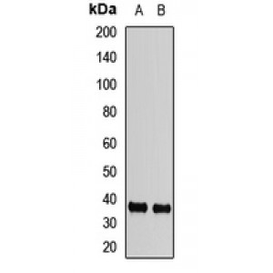 LifeSab™ FBP2 Rabbit pAb (50 µl)