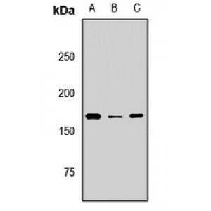 LifeSab™ BAZ1B Rabbit pAb (50 µl)