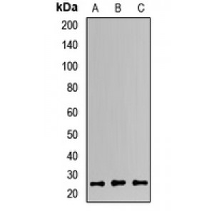 LifeSab™ MAD2L2 Rabbit pAb (50 µl)