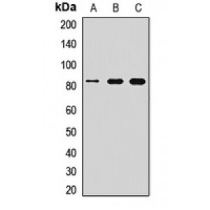 LifeSab™ MFN1 Rabbit pAb (50 µl)