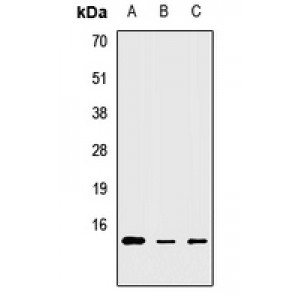 LifeSab™ MRPS6 Rabbit pAb (50 µl)