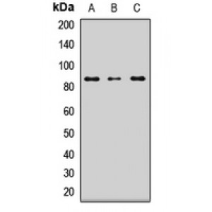 LifeSab™ LRSAM1 Rabbit pAb (50 µl)