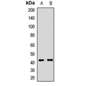 LifeSab™ ATP1B2 Rabbit pAb (50 µl)