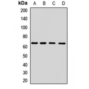 LifeSab™ KIR3DS1 Rabbit pAb (50 µl)