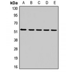 LifeSab™ MT-ND4 Rabbit pAb (50 µl)