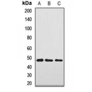 LifeSab™ NAGA Rabbit pAb (50 µl)