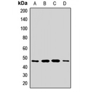 LifeSab™ AGK Rabbit pAb (50 µl)