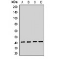 LifeSab™ SETD7 Rabbit pAb (50 µl)