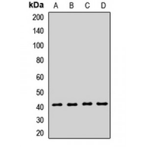 LifeSab™ SETD7 Rabbit pAb (50 µl)