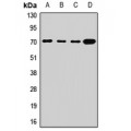 LifeSab™ SLC2A13 Rabbit pAb (50 µl)