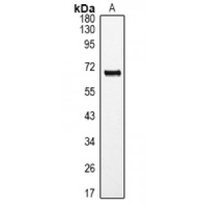 LifeSab™ RORA Rabbit pAb (50 µl)