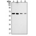 LifeSab™ MTMR9 Rabbit pAb (50 µl)