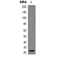 LifeSab™ LALBA Mouse mAb (50 µl)
