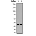 LifeSab™ CD45 Mouse mAb (50 µl)