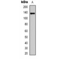 LifeSab™ CREB Mouse mAb (50 µl)