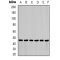 LifeSab™ KRT6B Mouse mAb (50 µl)