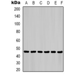 LifeSab™ KRT6B Mouse mAb (50 µl)