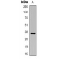 LifeSab™ GFAP Mouse mAb (50 µl)
