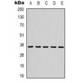 LifeSab™ GRP78 Mouse mAb (50 µl)