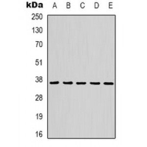 LifeSab™ GRP78 Mouse mAb (50 µl)