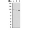 LifeSab™ IDE Mouse mAb (50 µl)