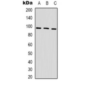 LifeSab™ IDE Mouse mAb (50 µl)
