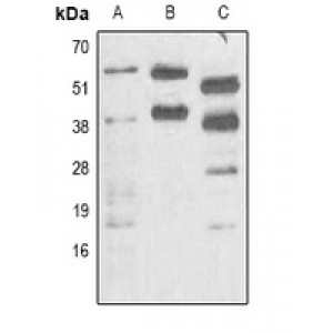 LifeSab™ Pik3r1 Mouse mAb (50 µl)