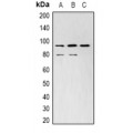 LifeSab™ Survivin Mouse mAb (50 µl)