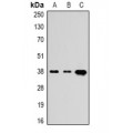 LifeSab™ Transferrin Mouse mAb (50 µl)