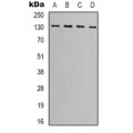LifeSab™ CD279 Mouse mAb (50 µl)