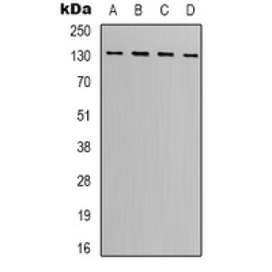 LifeSab™ CD279 Mouse mAb (50 µl)