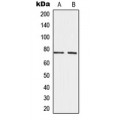 LifeSab™ CD156c Rabbit pAb (50 µl)