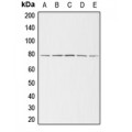 LifeSab™ ADD3 Rabbit pAb (50 µl)
