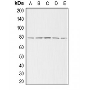 LifeSab™ ADD3 Rabbit pAb (50 µl)