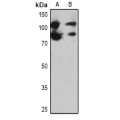 LifeSab™ PARP1 Rabbit pAb (50 µl)